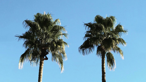two palm trees side by side