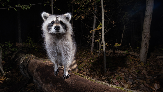 a photo of a racoon captured by Sean Crane camera trap 