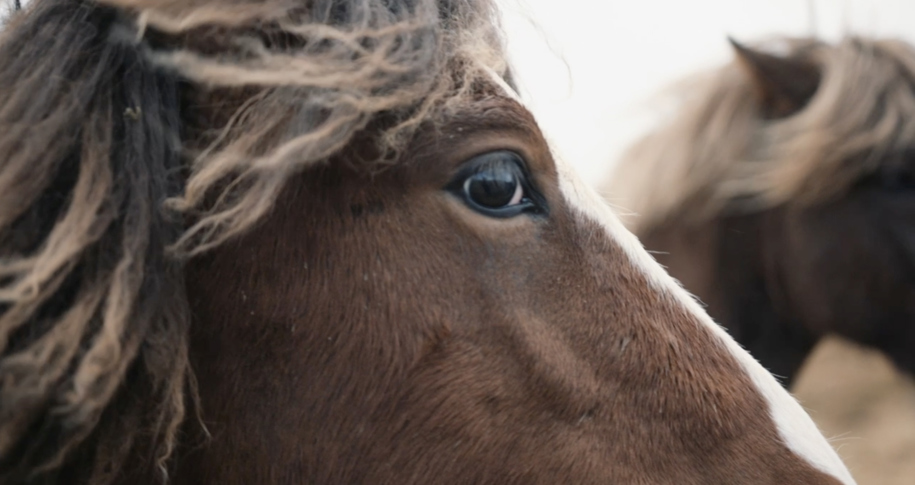 US Horse Rescue