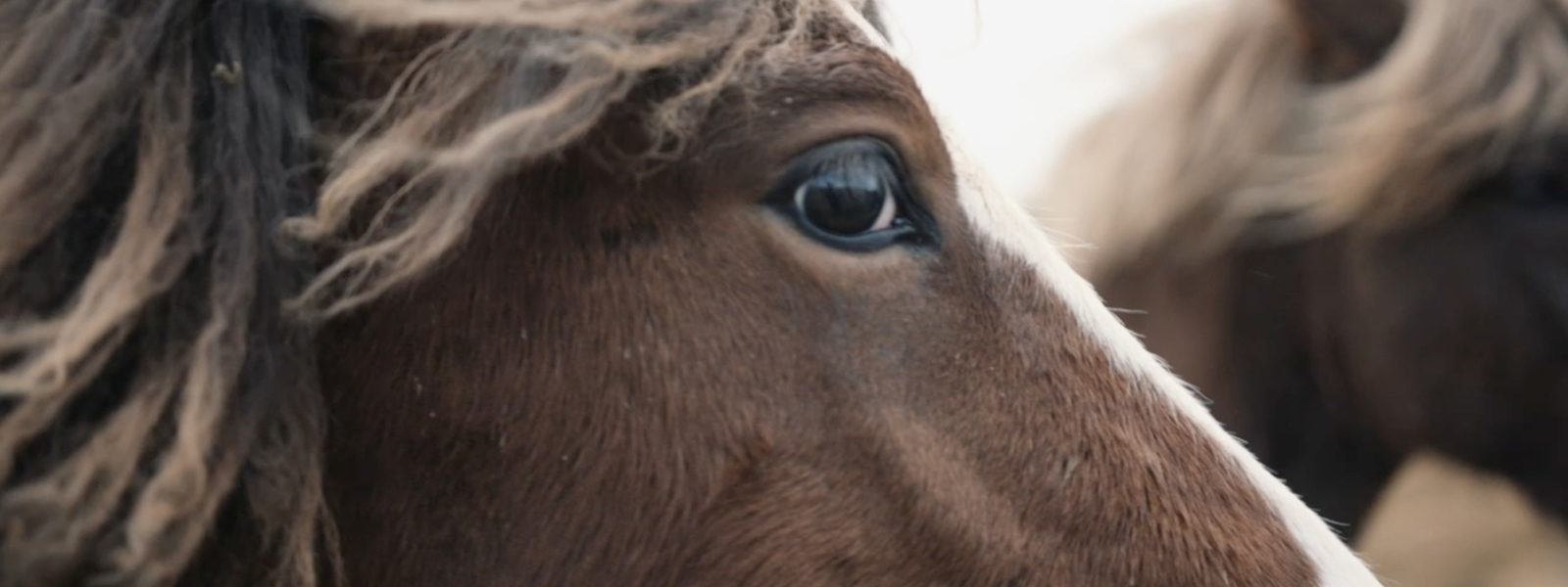 Tonally divergent, dual activations deliver a singular message to save wild horses.